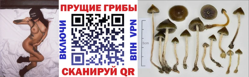 купить наркоту  мега вход  Псилоцибиновые грибы Psilocybine cubensis  Опочка 